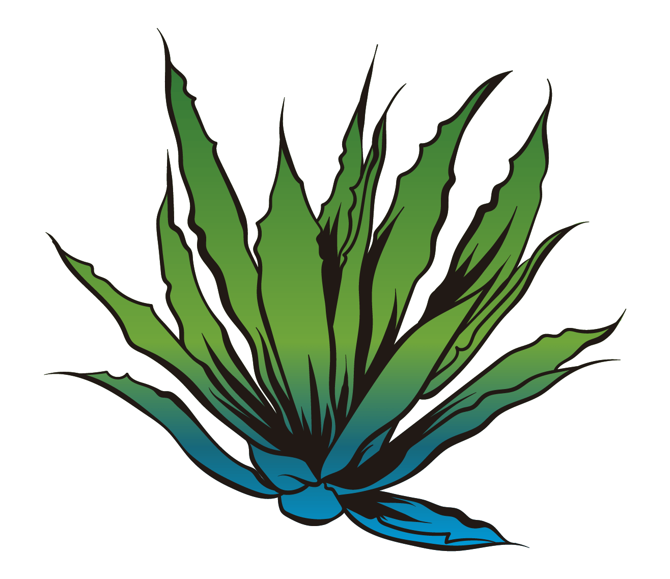 Agave